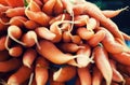 Group of freshly harvested orange carrots Royalty Free Stock Photo