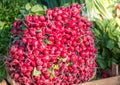 Group of or Freshly harvested, red radish. Stack of Vibrant red radish on market or bazar with green leaves in