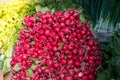 Group of or Freshly harvested, red radish. Stack of Vibrant red radish on market or bazar with green leaves in