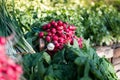 Group of or Freshly harvested, red radish. Stack of Vibrant red radish on market or bazar with green leaves in