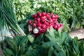 Group of or Freshly harvested, red radish. Stack of Vibrant red radish on market or bazar with green leaves in