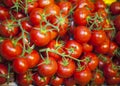 Group of freshly picked tomatoes Royalty Free Stock Photo