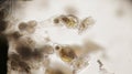 Group of freshwater Rotifer or Rotifera, wheel animals. Bentic