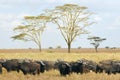 Group of frican buffalos Syncerus caffer Royalty Free Stock Photo