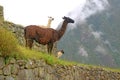 Group of Friendly Llamas at Machu Picchu Inca Ancient Citadel, Cusco, Urubamba, Peru Royalty Free Stock Photo