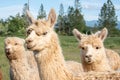 Group of white alpacas in a pasture