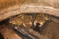 Group of frogs in farm Royalty Free Stock Photo