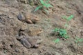 Group frogs(Hoplobatrachus rugulosus) Royalty Free Stock Photo