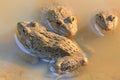 Group frogs(Hoplobatrachus rugulosus) Royalty Free Stock Photo