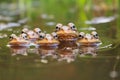 a group of frogs spawning in a frothy pond Royalty Free Stock Photo