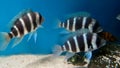 Group of frontossa blue zaire tanganyika chiclid in water aquarium Royalty Free Stock Photo