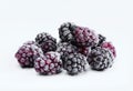 Group of frozen blackberries isolated on white background. Chilled fruit