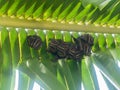 Fruit bats `Uroderma bilobatum` in Cahuita, Costa Rica