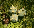 Group of fruits of green thuja tree.