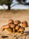 Group of fungi bathing in sunlight Royalty Free Stock Photo