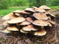 The group of fungi hypholoma fasciculare