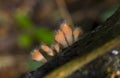 Group fungi mushroom on macro in forest