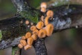 Group fungi mushroom macro on tree