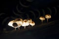 Group fungi mushroom with wood in black