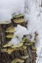 Fungus in the snow Royalty Free Stock Photo