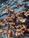 Group of funguses on the trunk of a tree Royalty Free Stock Photo