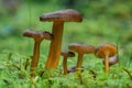 Group of funnel chanterelles growing in green moss