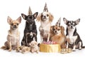 Group of funny chihuahua dogs in birthday caps with gift wrapped in gold paper isolated on white background. Happy