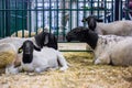 Group of funny cute dorper sheep at animal exhibition, trade show