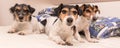 A group of funny dogs are lying and sleeping in a bed. Three little Jack Russell Terrier dog Royalty Free Stock Photo