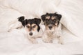 A group of funny dogs are lying and sleeping in a bed. Two small Jack Russell Terrier dog Royalty Free Stock Photo