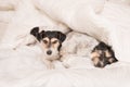 A group of funny dogs are lying and sleeping in a bed. Two little Jack Russell Terrier dog Royalty Free Stock Photo