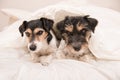 A group of funny dogs are lying and sleeping in a bed. Two small Jack Russell Terrier dog Royalty Free Stock Photo
