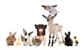 Group of funny farm animals together