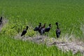 Group of funny glossy ibises resting on the lawn