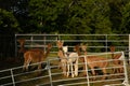 group of funny, little alpaca babies