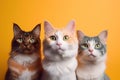A group of funny multicolored cats looks into the camera. Cats on an orange, mustard yellow bright color background. Funny pets.