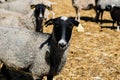 Group of funny sheeps. Portrait of sheep on the farm