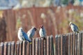The group of funny waxwings on a fence