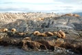 A group of fur seals in Ushuaa at the ends of the earth. Argentina.
