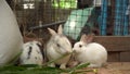 Group of the furry and fluffy cute small rabbit is eating green leaves with deliciousness In a rabbit raising farm