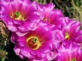 Group of Fuscia Colored Cactus Blooms in the Desert