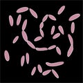 Group of Fusobacteriales on black background, vector illustration