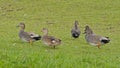 Group of gadwall ducks in a meadow Mareca strepera