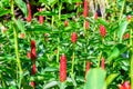 Group of galangal Flower in garden. Royalty Free Stock Photo