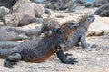 Group of Galapagos marine iguana on a beach Royalty Free Stock Photo