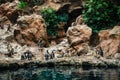 Group of Galapagos Penguin stand on stones