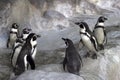 Group of Galapagos penguins in the zoo`s enclosure