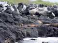 Group Galapagos sea lion, Zalophus wollebaeki, resting on the rocks, Galapagos, Ecuador.