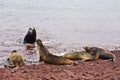 Group of Galapagos sea lions Royalty Free Stock Photo