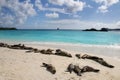 Group of Galapagos sea lions resting on sandy beach in Gardner Bay, Espanola Island, Galapagos National park, Ecuador Royalty Free Stock Photo